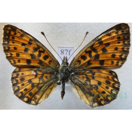 Boloria selene (Denis & Schiffermüller, 1775) Dostojka selene Czech87f